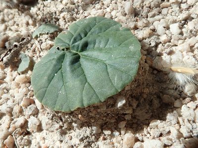 Dorstenia cayapia, photographed by Tsssss