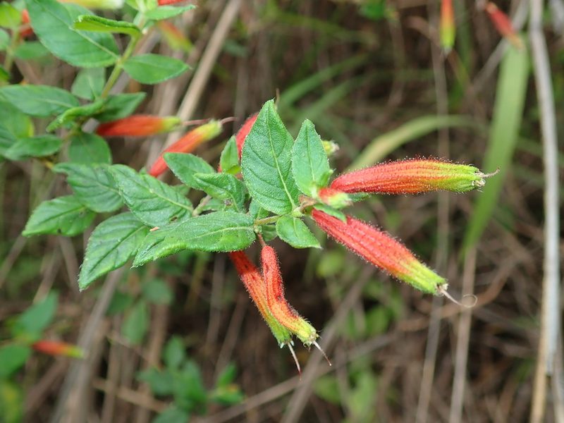 Cuphea gardneri, photographed by Tsssss
