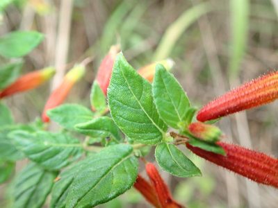 Cuphea gardneri, photographed by Tsssss