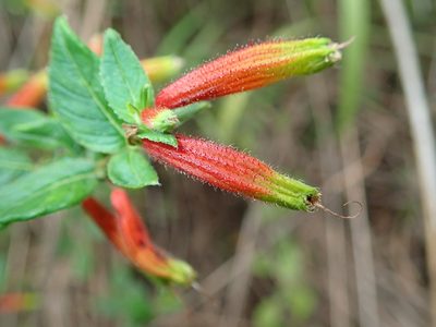 Cuphea gardneri, photographed by Tsssss