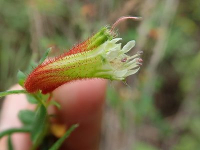 Cuphea gardneri, photographed by Tsssss