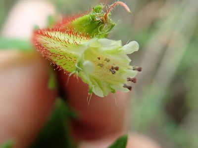 Cuphea gardneri, photographed by Tsssss