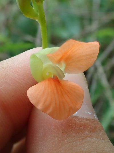 Macroptilium erythroloma, photographed by Tsssss
