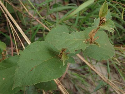 Helicteres brevispira, photographed by Tsssss