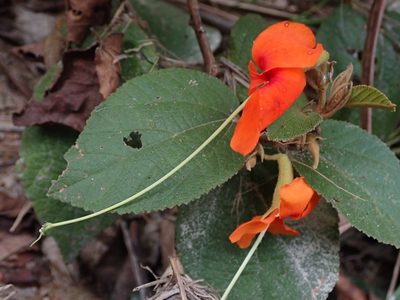 Helicteres brevispira, photographed by Tsssss