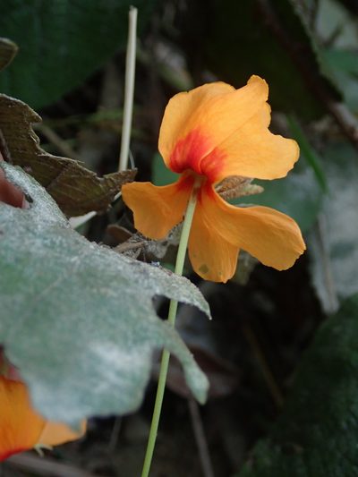 Helicteres brevispira, photographed by Tsssss