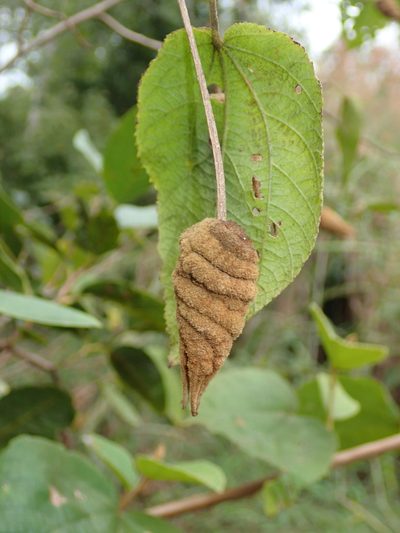 Helicteres brevispira, photographed by Tsssss