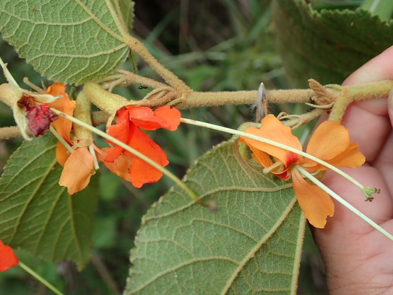 Helicteres brevispira, photographed by Tsssss