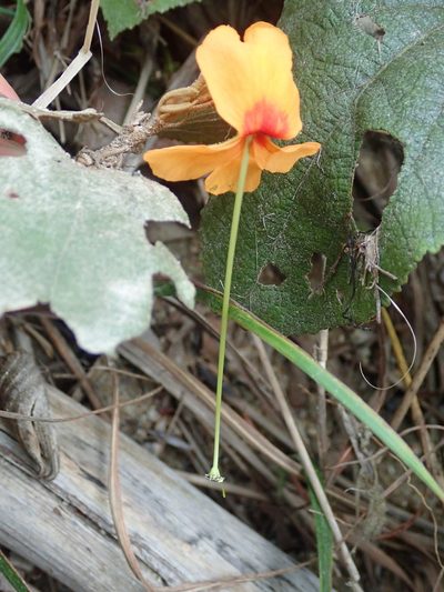 Helicteres brevispira, photographed by Tsssss