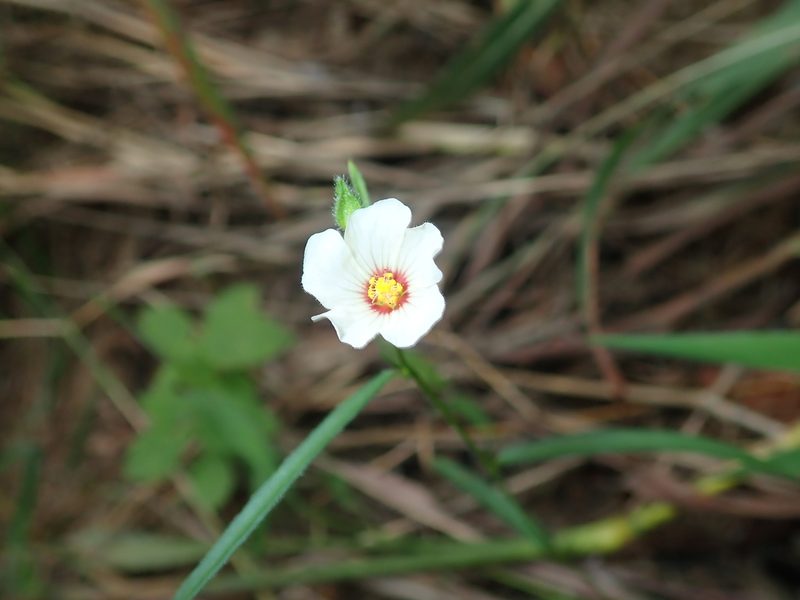 Sida linifolia, photographed by Tsssss