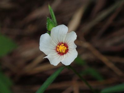 Sida linifolia, photographed by Tsssss