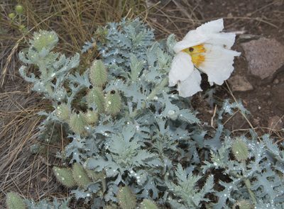 Argemone hispida, photographed by Seig