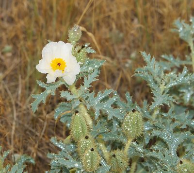 Argemone hispida, photographed by Seig
