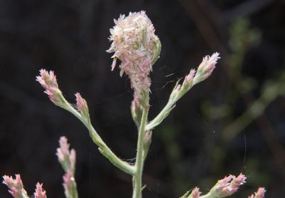 Pseudognaphalium ramosissimum, photographed by Don Loarie