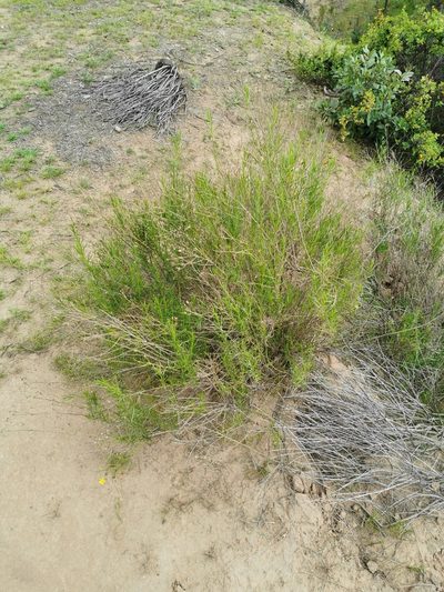 Gutierrezia resinosa, photographed by Aira Francisca Faúndez Fallau