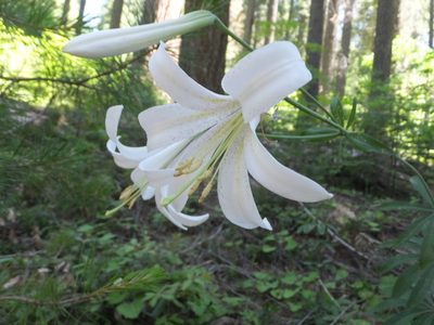 Lilium washingtonianum, photographed by joergmlpts