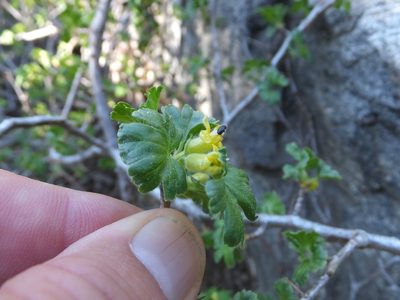 Ribes lasianthum, photographed by joergmlpts