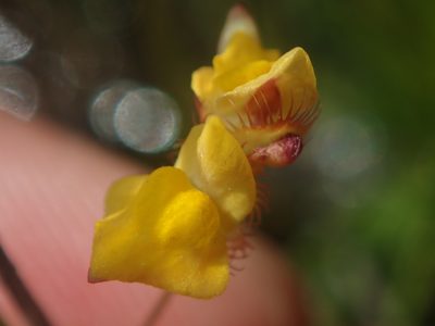 Utricularia simulans, photographed by Tsssss