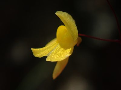 Utricularia triloba, photographed by Tsssss