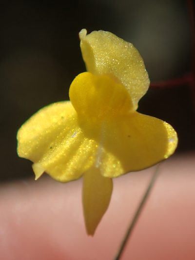 Utricularia triloba, photographed by Tsssss