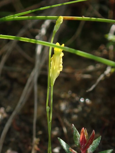 Burmannia flava, photographed by Tsssss