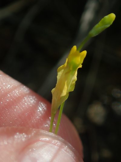 Burmannia flava, photographed by Tsssss