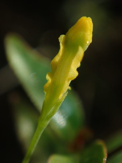 Burmannia flava, photographed by Tsssss