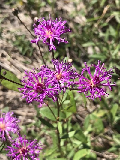 Vernonia blodgettii, photographed by gcschmidt911
