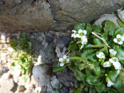 Cardamine changbaiana, photographed by Bruce Calvert
