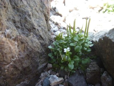Cardamine changbaiana, photographed by Bruce Calvert