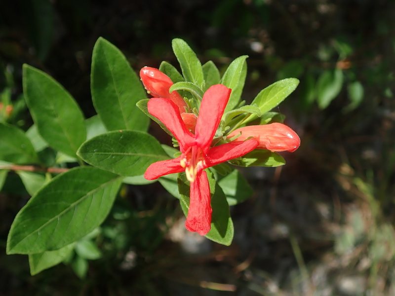 Ruellia angustior, photographed by Tsssss