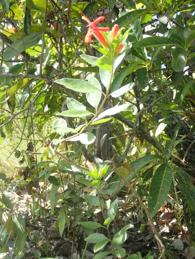 Ruellia angustior, photographed by Tsssss