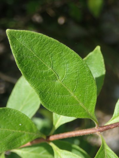 Ruellia angustior, photographed by Tsssss