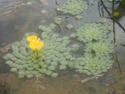 Ludwigia sedioides, photographed by Tsssss