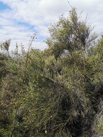 Retanilla ephedra, photographed by Aira Francisca Faúndez Fallau