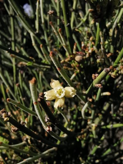 Retanilla ephedra, photographed by Aira Francisca Faúndez Fallau