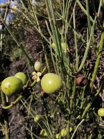 Retanilla ephedra, photographed by Aira Francisca Faúndez Fallau