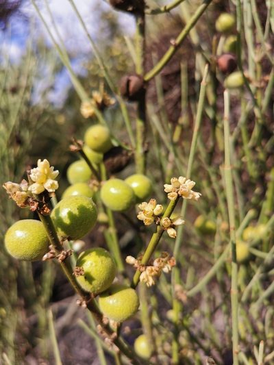 Retanilla ephedra, photographed by Aira Francisca Faúndez Fallau