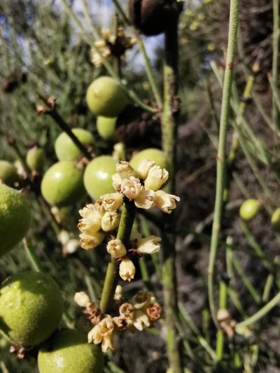 Retanilla ephedra, photographed by Aira Francisca Faúndez Fallau