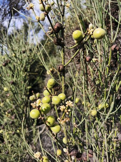 Retanilla ephedra, photographed by Aira Francisca Faúndez Fallau