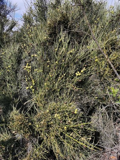 Retanilla ephedra, photographed by Aira Francisca Faúndez Fallau