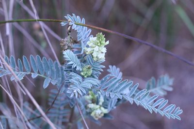 Astragalus pycnostachyus, photographed by lazarus