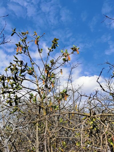 Ribes punctatum, photographed by Aira Francisca Faúndez Fallau