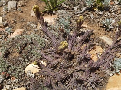 Castilleja cinerea, photographed by joergmlpts