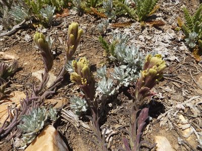 Castilleja cinerea, photographed by joergmlpts
