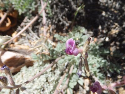 Astragalus leucolobus, photographed by joergmlpts