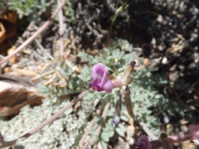 Astragalus leucolobus, photographed by joergmlpts