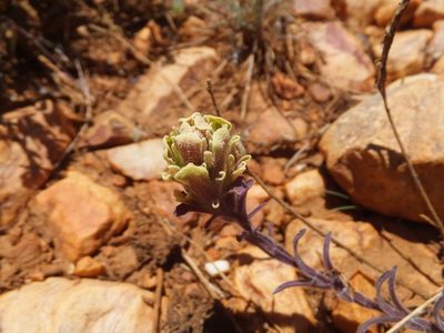 Castilleja cinerea, photographed by joergmlpts