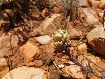 Castilleja cinerea, photographed by joergmlpts