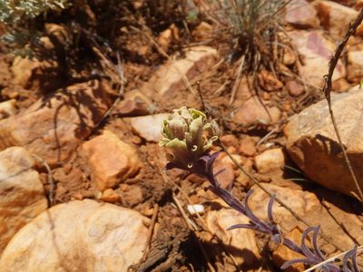Castilleja cinerea, photographed by joergmlpts